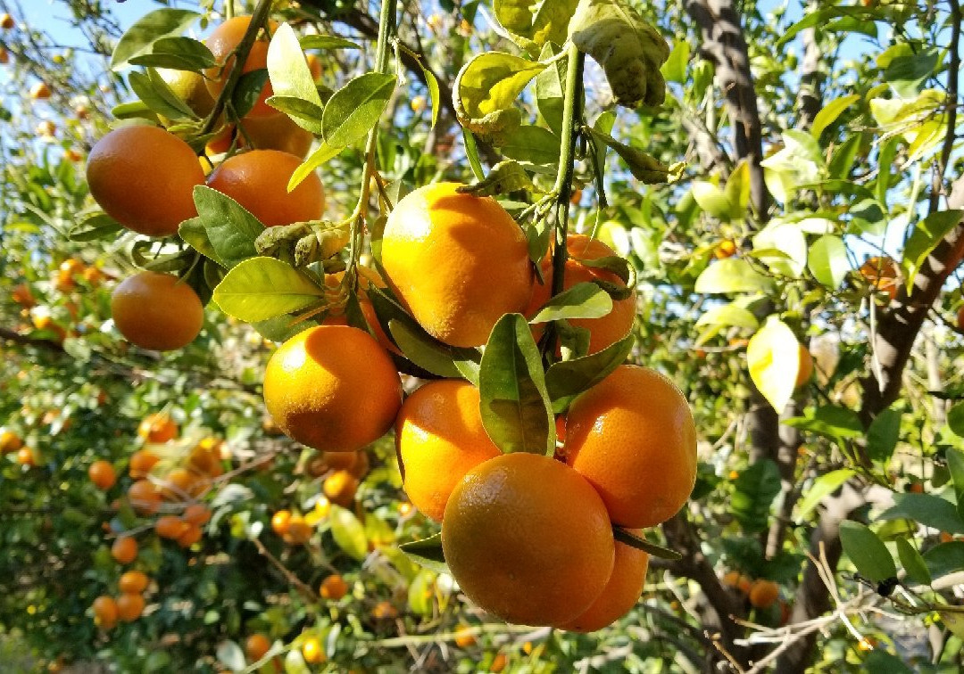 Murray Family Farms, The Big Red Barn-贝克斯菲尔德必去景点