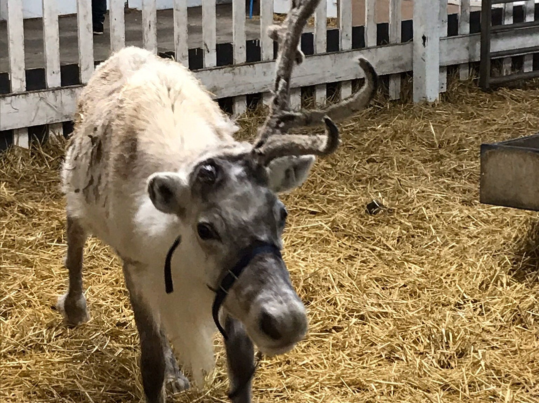 The Reindeer Centre景点图片