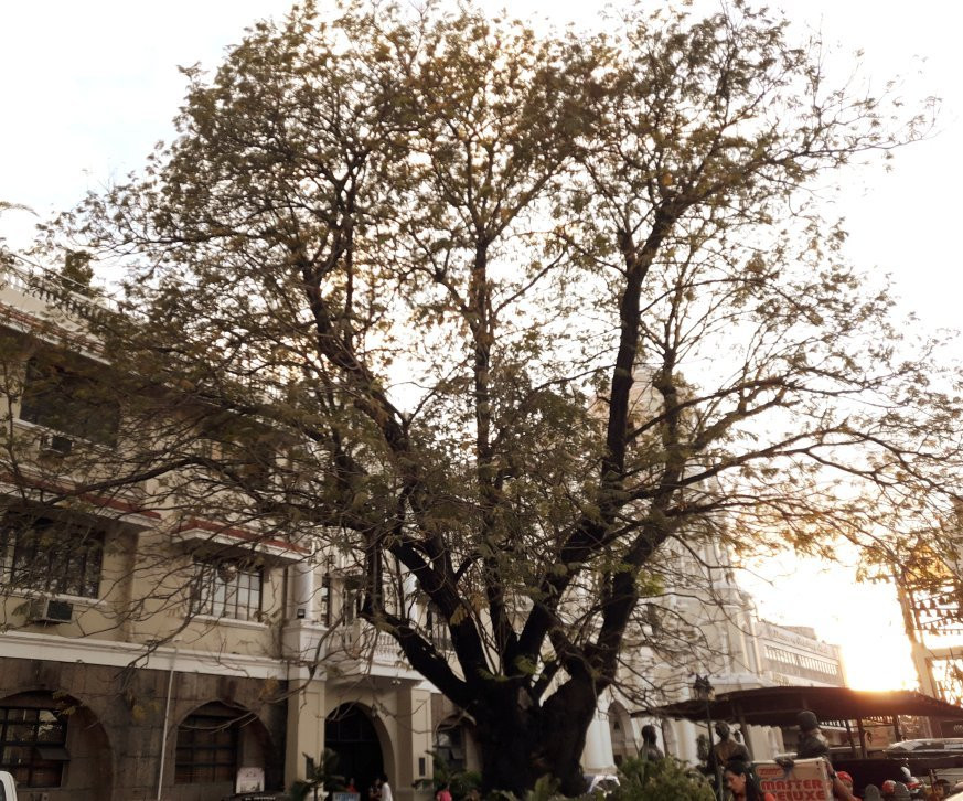 The Kalayaan Tree景点图片