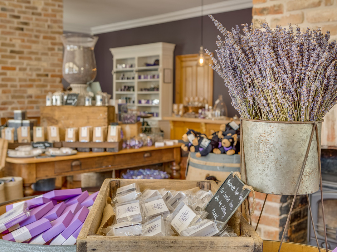 Tasmanian Lavender Company-Richmond必去景点