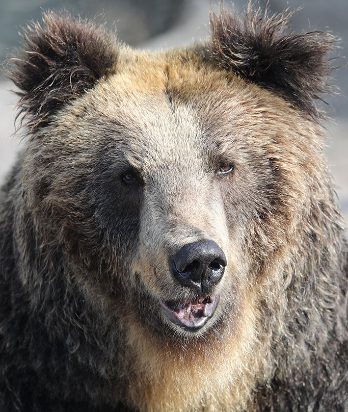 Cuddly Dominion-阿苏市必去景点