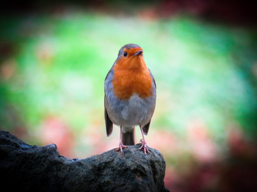 Beechwood Park景点图片