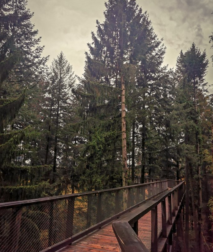 Treetop Path Saarschleife景点图片