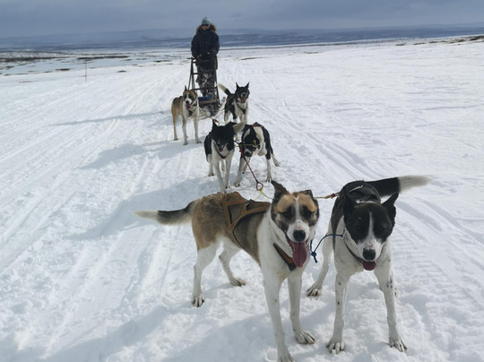Stengelsen husky-阿尔塔必去景点
