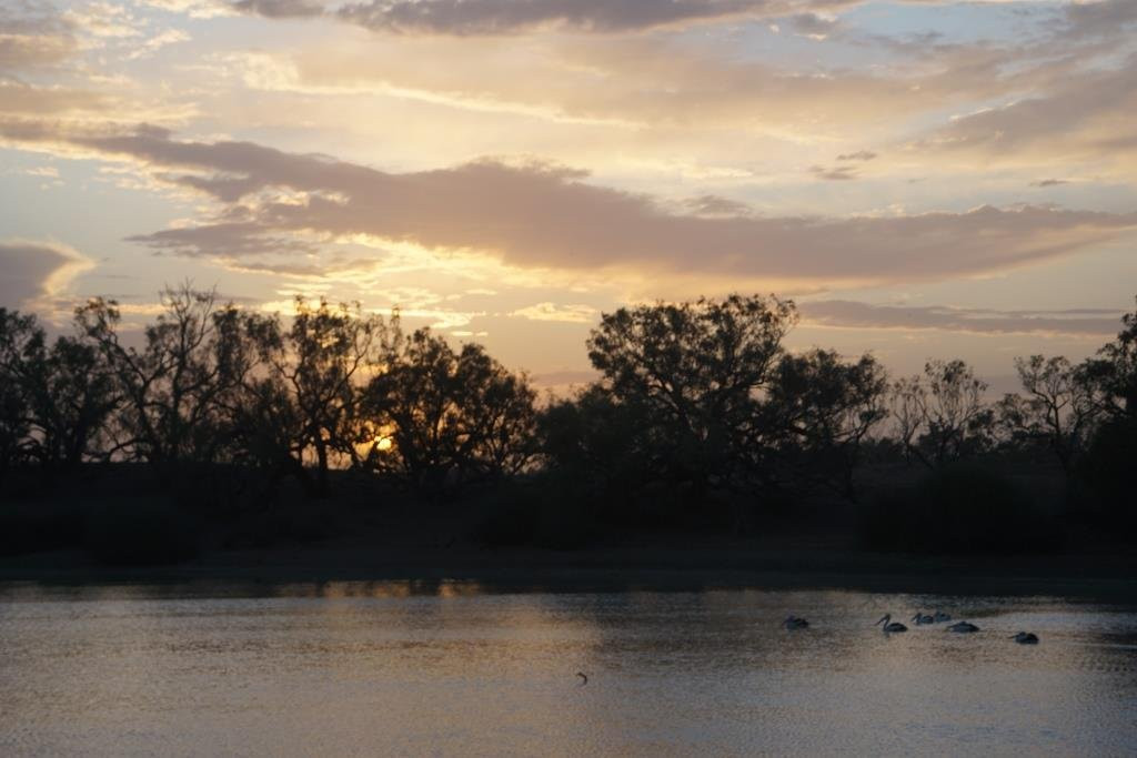 Burke and Wills Tree-Thargomindah必去景点