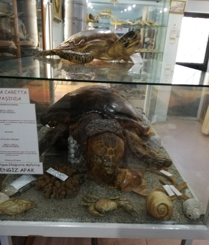 Tahtakuslar Museum-巴勒克西尔必去景点