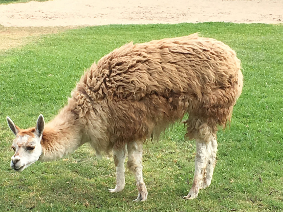 Hotel Las Dunas主图