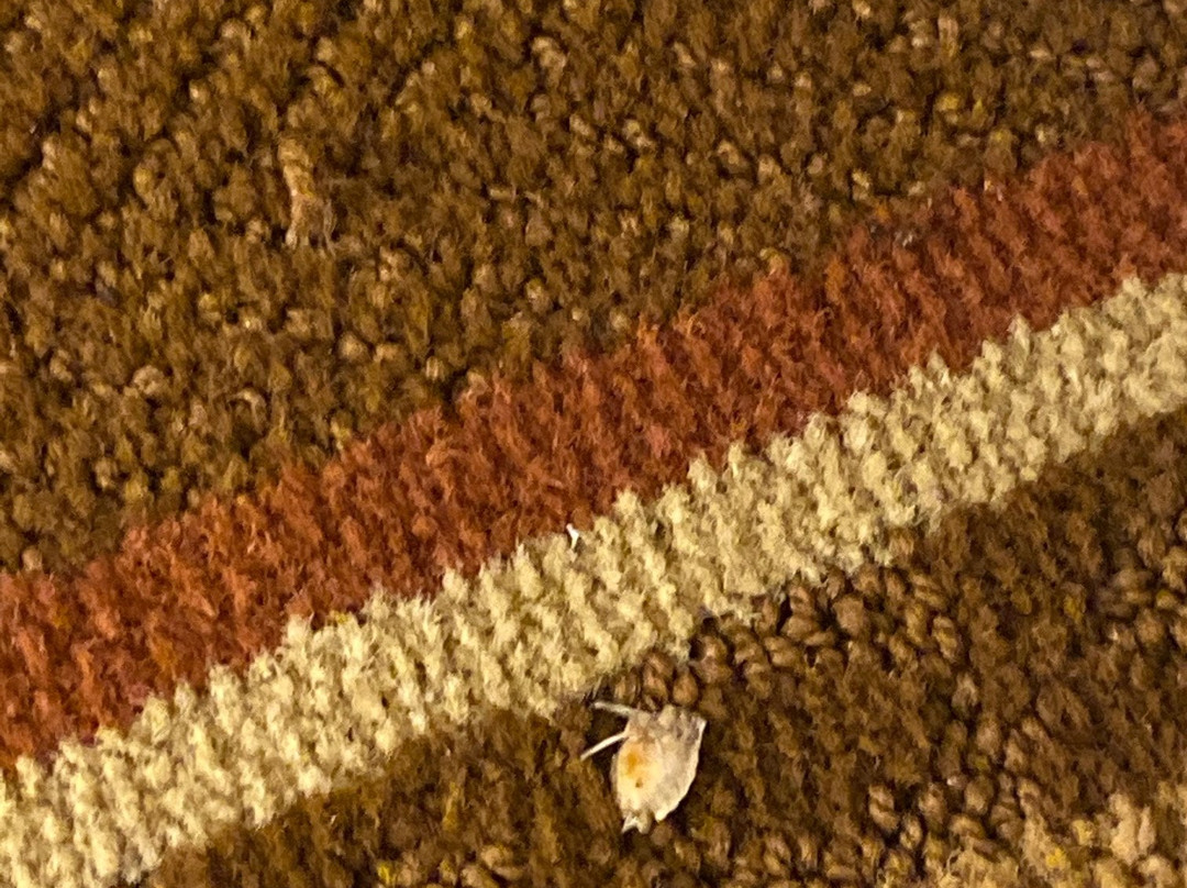 Super 8 by Wyndham Burlington NC主图