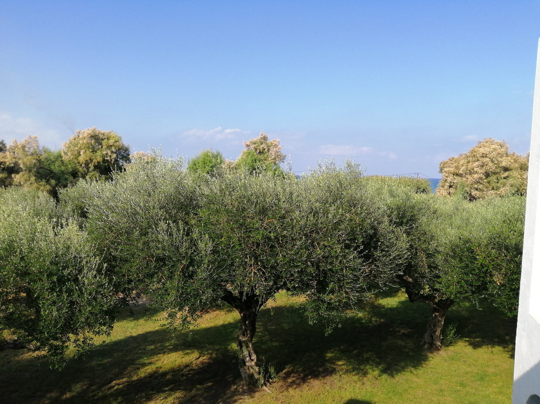 Alex Beach Hotel主图