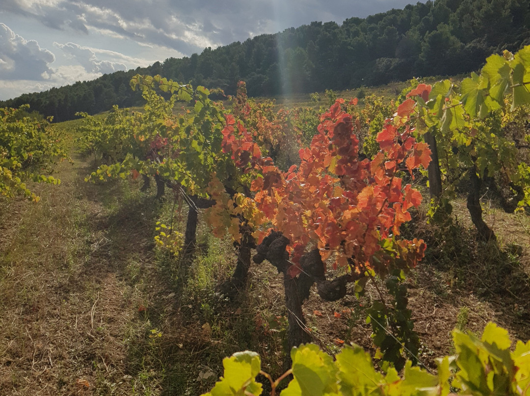 Clos De Caveau景点图片