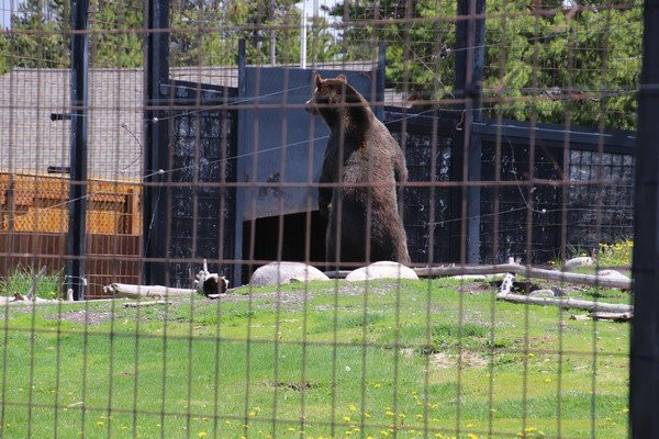 灰熊与狼保护中心景点图片
