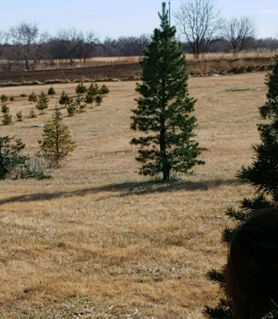 BEL Tree Farm景点图片