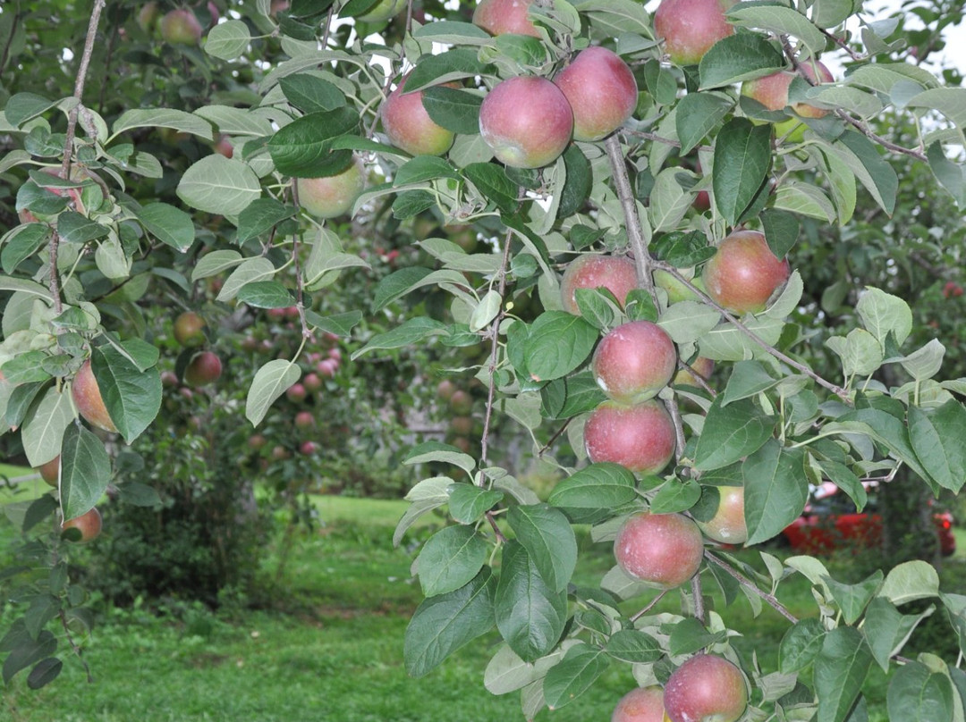 Chick's Apple and Berry Farm景点图片