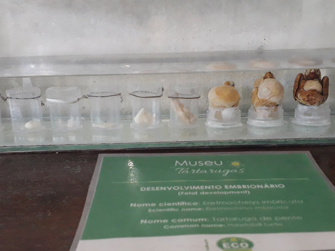 Museu das Tartarugas - ONG Ecoassociados景点图片