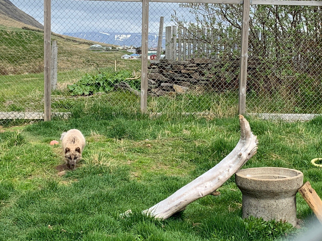 The Arctic Fox Centre景点图片