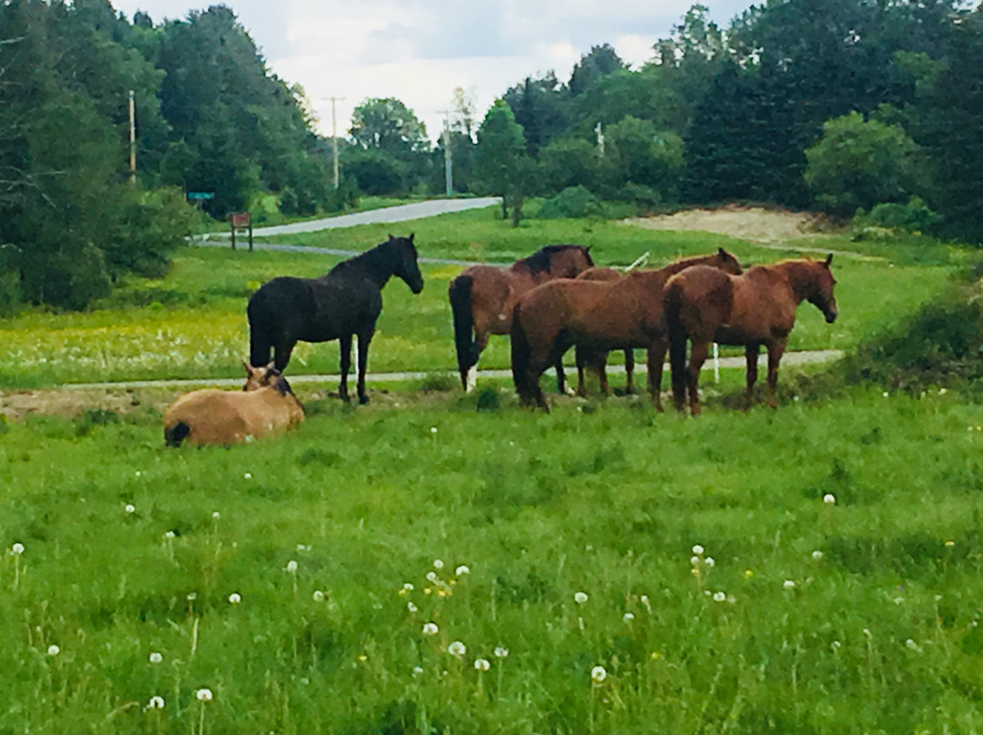 D-N-D Stables Guided Trail Rides-East Burke必去景点
