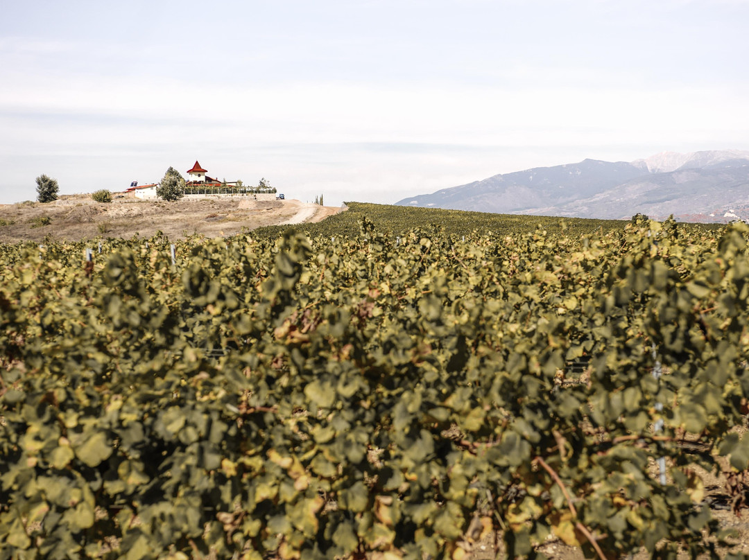 Wine Tours Rupel景点图片