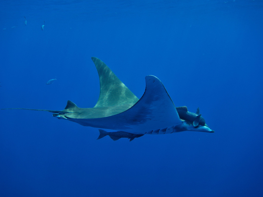 Season Challenge Azores Islands Diving Center-蓬塔德尔加达必去景点