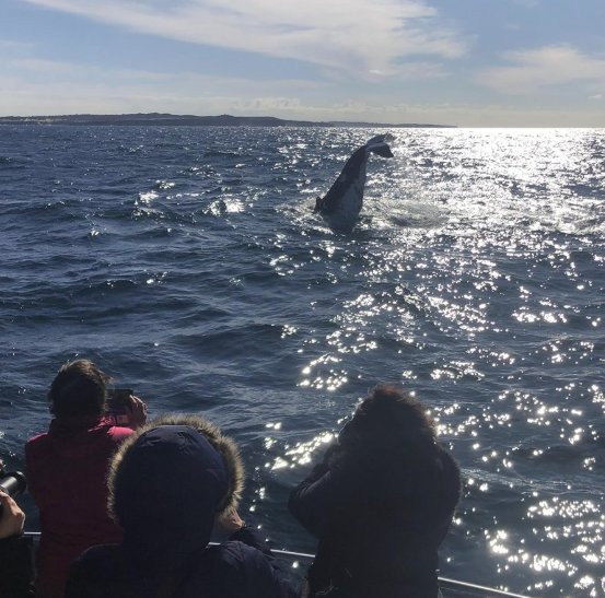 Cronulla Whale Watching-克罗纳拉必去景点