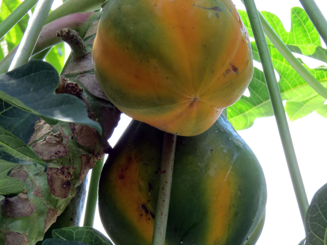 Hollis Garden-莱克兰必去景点