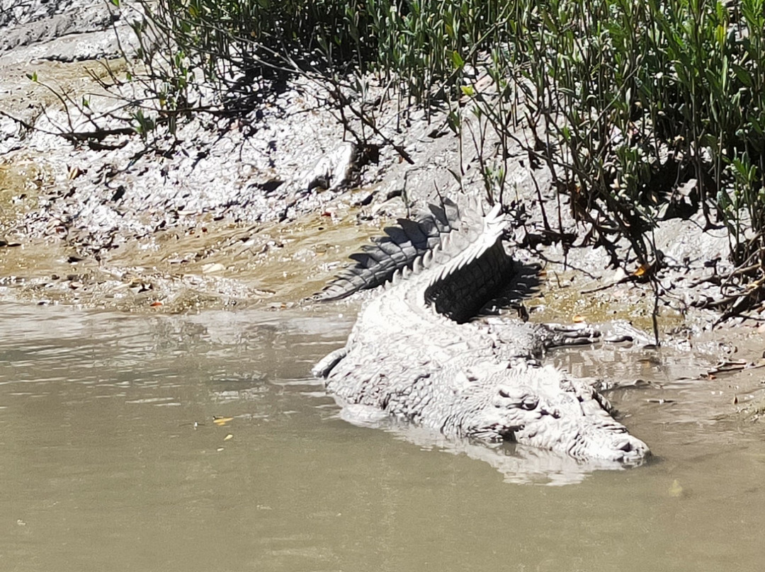 Crocodile Safari景点图片