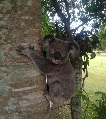 Tallebudgera Golf Course-Tallebudgera必去景点