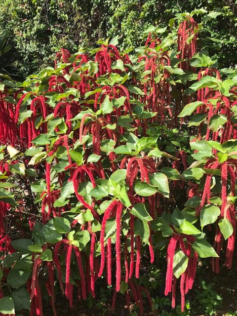 帕拉威利公园-汉密尔顿必去景点