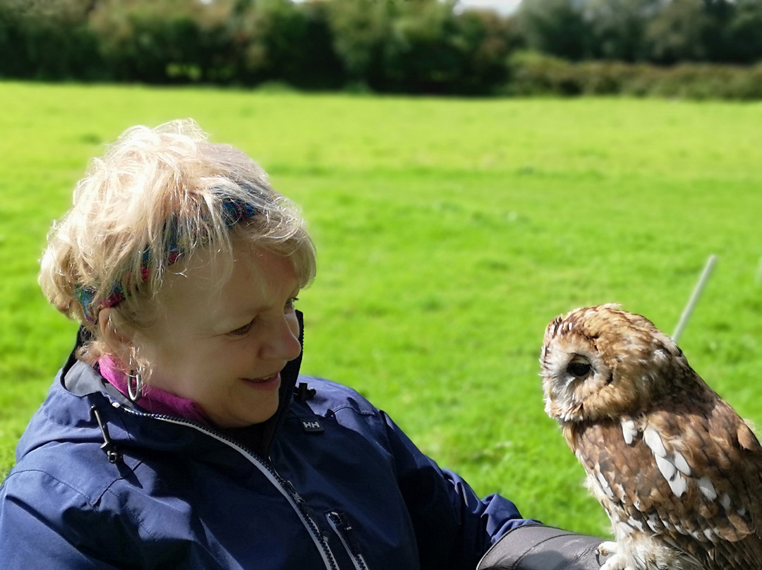 Falconry Kerry景点图片