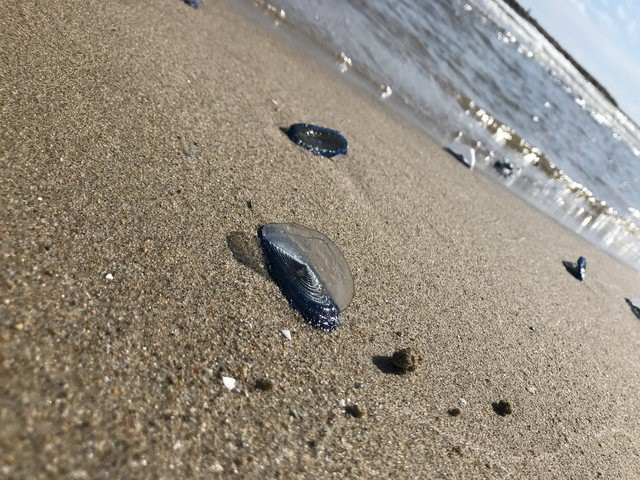 Platja del Ibersol-比利亚努埃瓦－赫尔特鲁必去景点