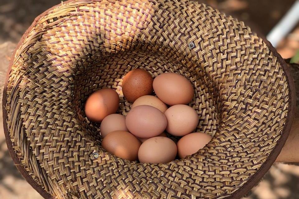 Tropical Organic Farm-Nuevo Chagres必去景点