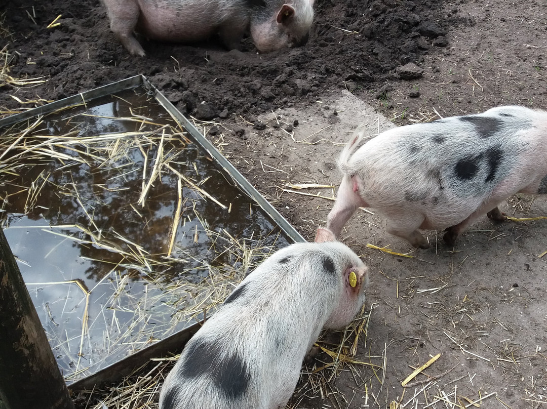 Center Parcs Het Meerdal主图