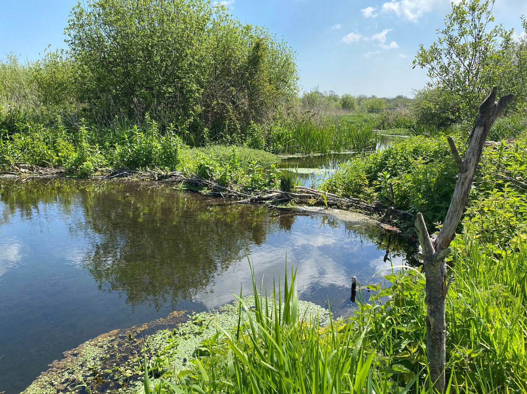 Wilder Kent Safaris: Ham Fen景点图片
