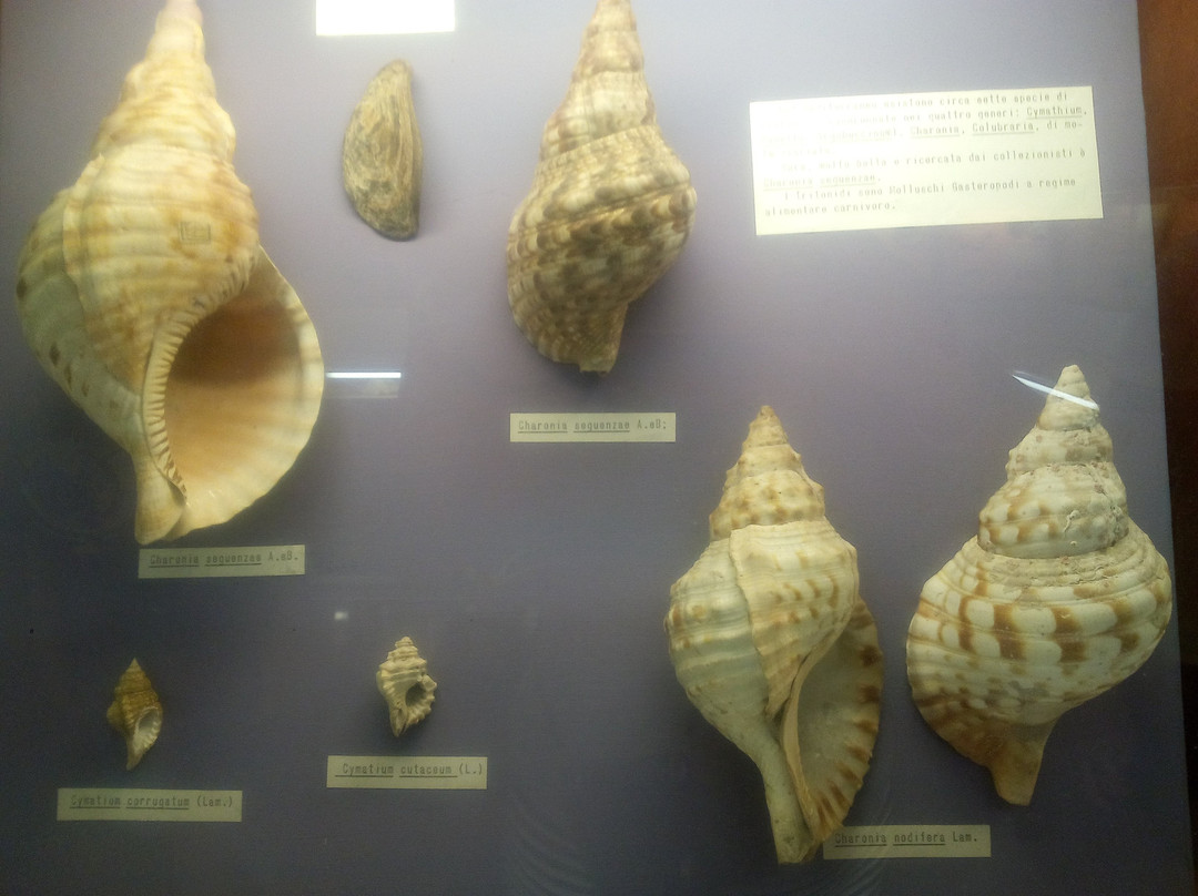 Museo delle Conchiglie景点图片
