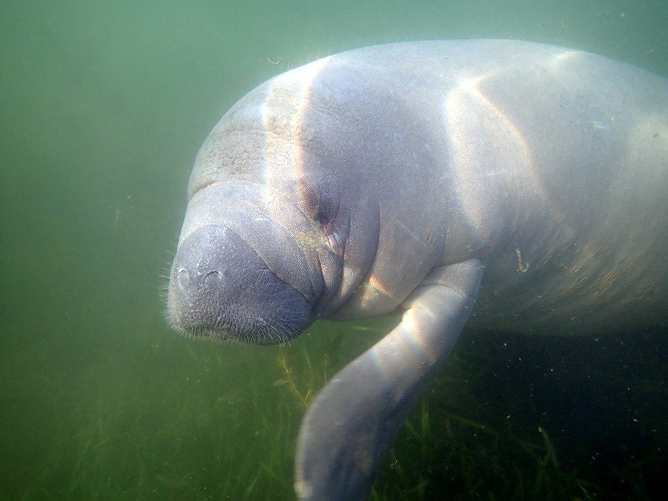 Manatee Fun ﻿﻿Tours-克里斯特尔里弗必去景点