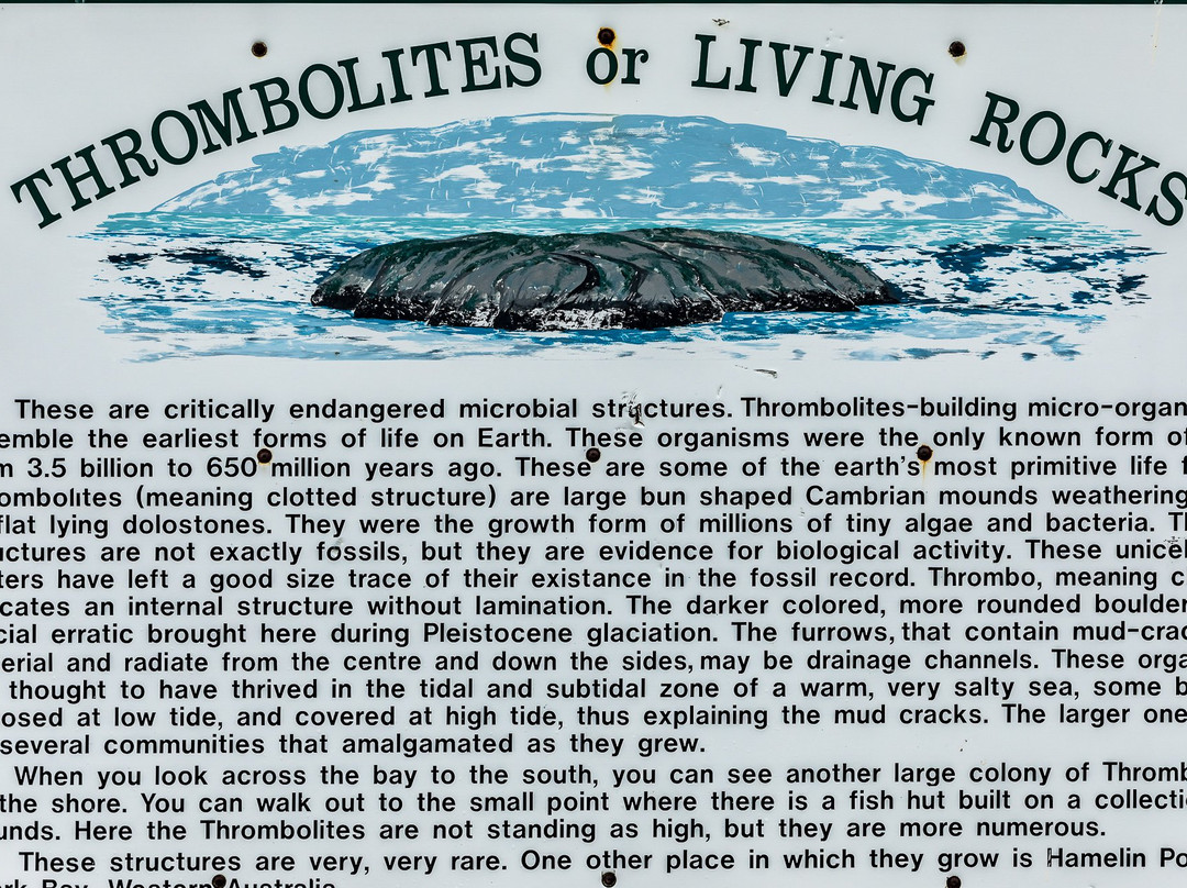 Thrombolites Walking Trail景点图片