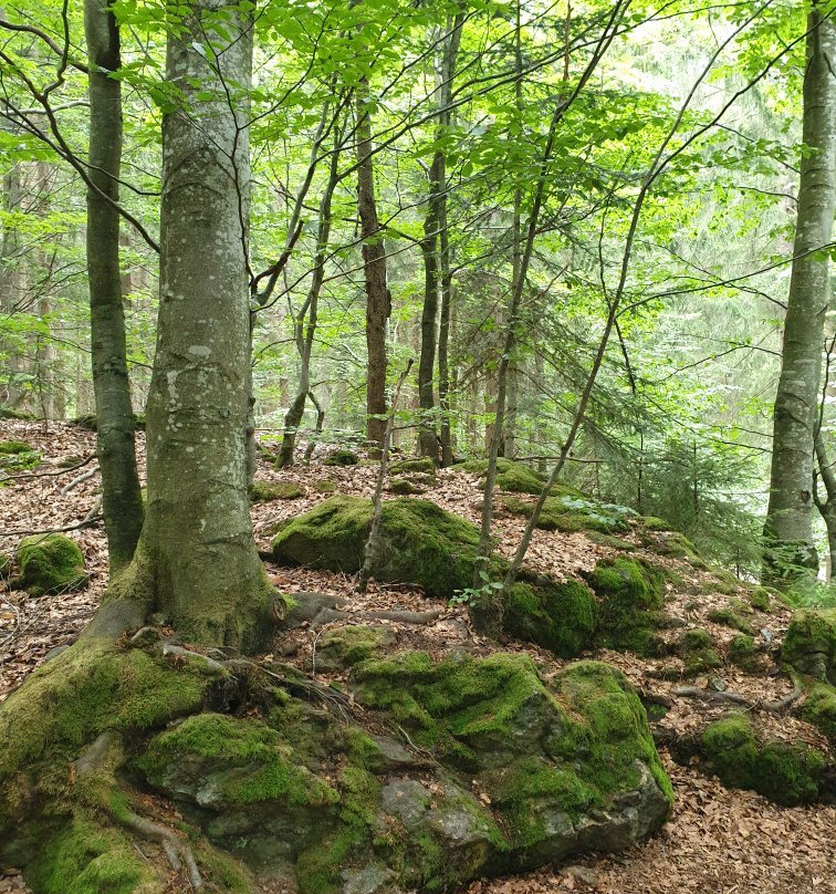 Tierfreigelaende im Nationalparkzentrum Lusen景点图片