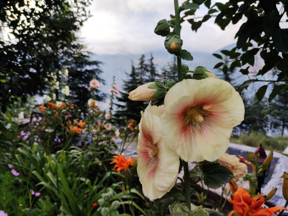 The Monk-Kalpa主图