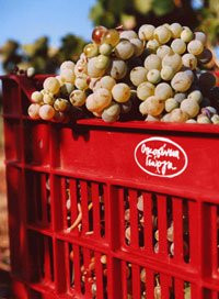 Georga΄s Family-斯巴达必去景点