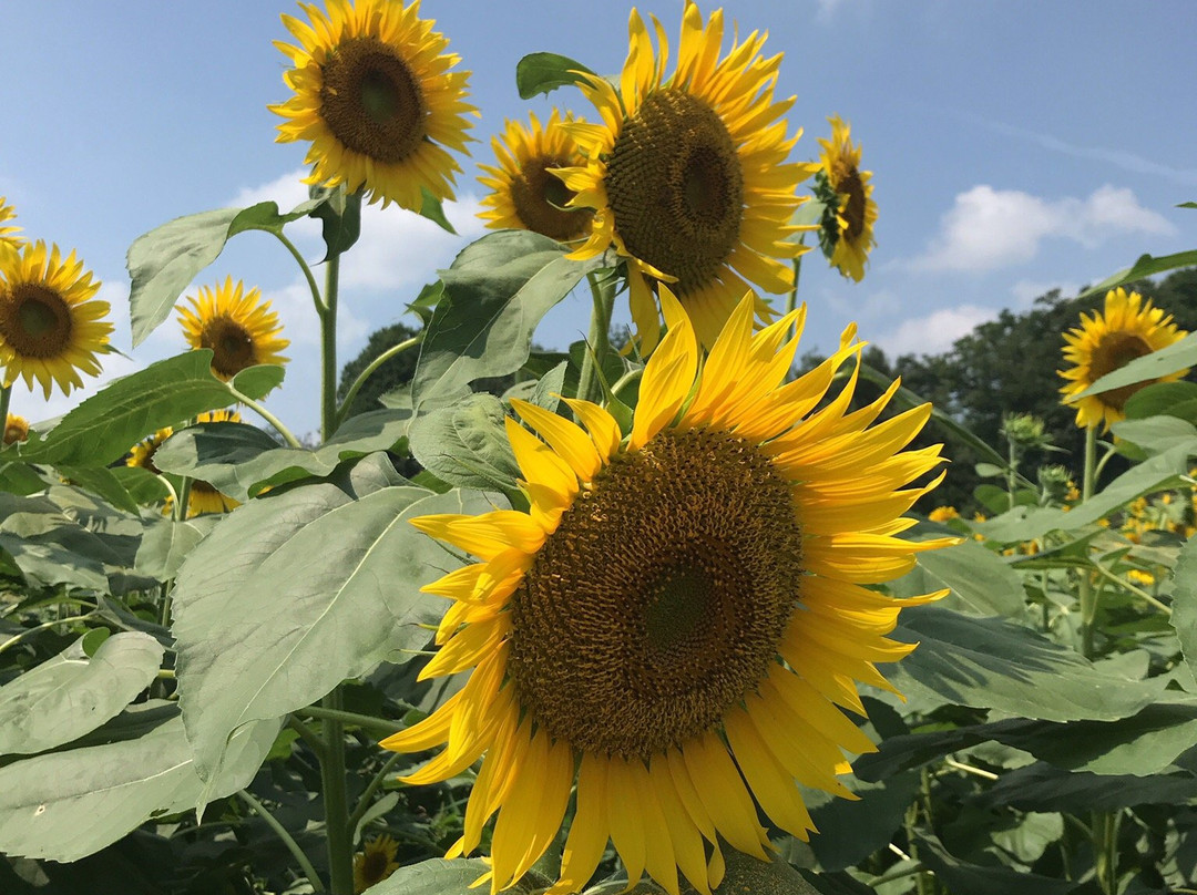 Tsunan Agriculture and Jomon Era Experience Training Hall Najomon-津南町必去景点