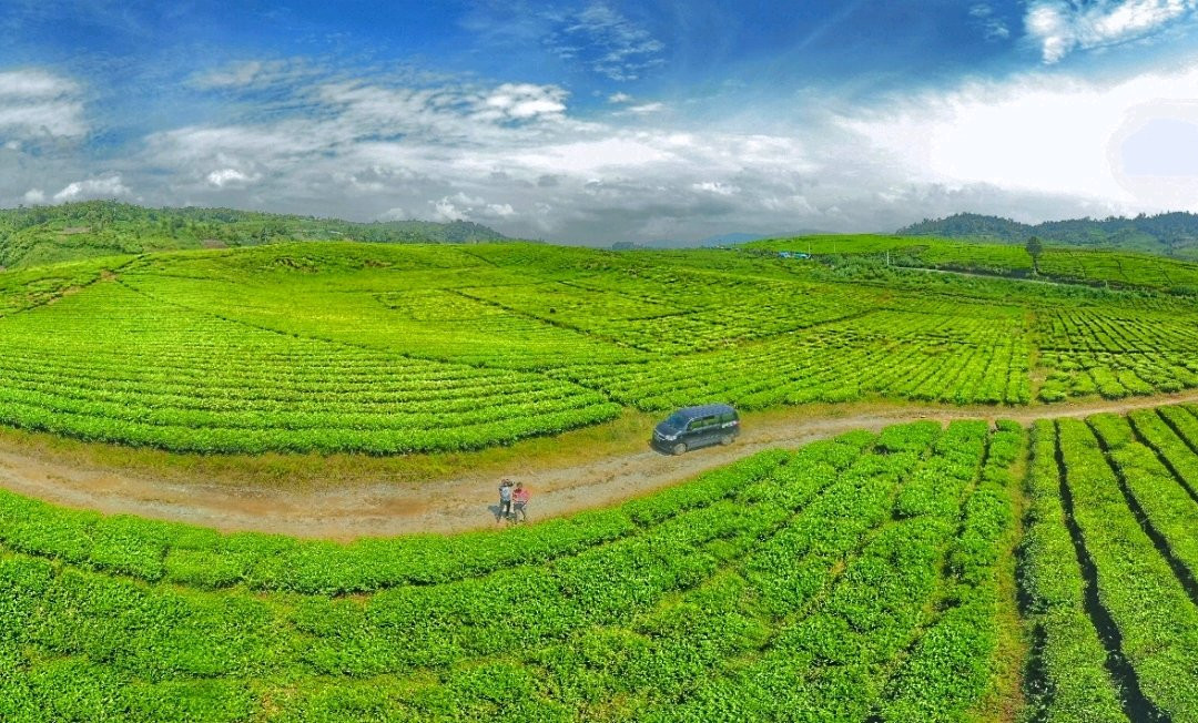 Alahan Panjang Tea Farm景点图片