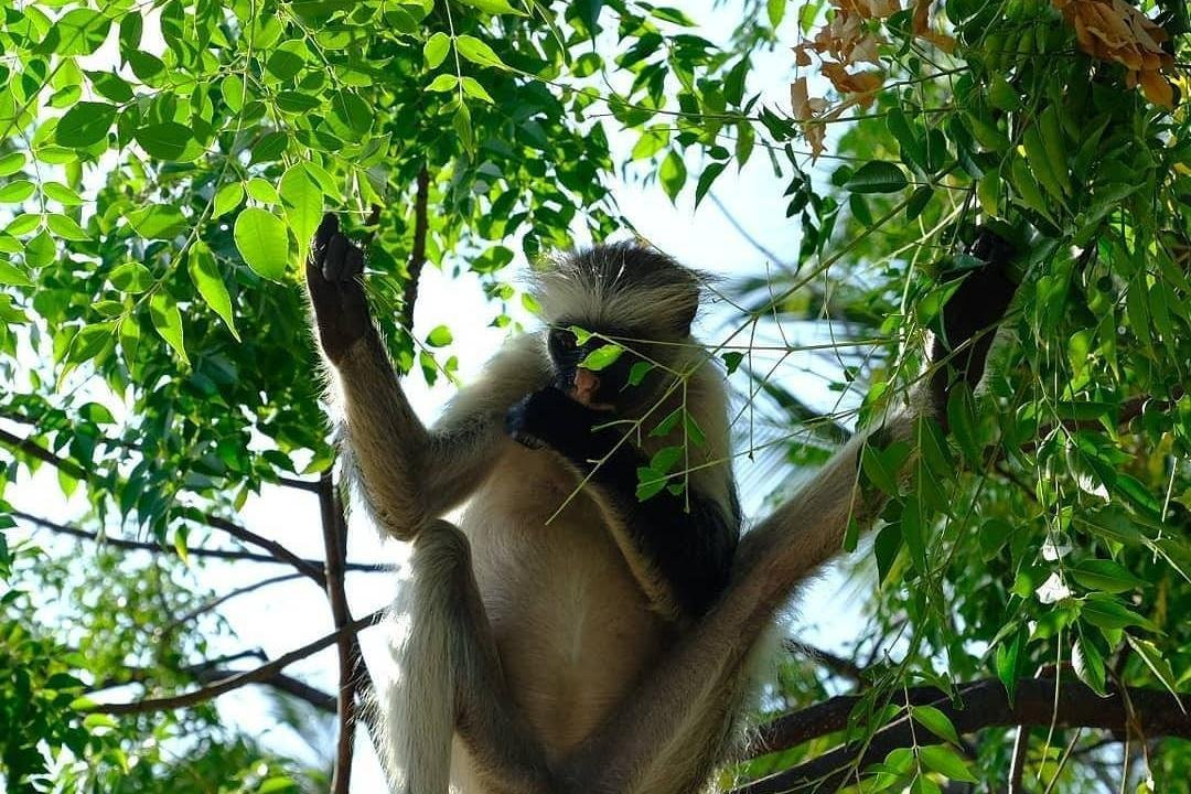 Zanzibar Tours and Transfers景点图片