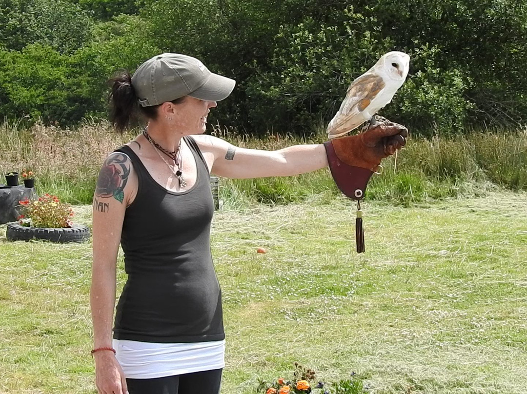 E & C Falconry Experience Ltd景点图片