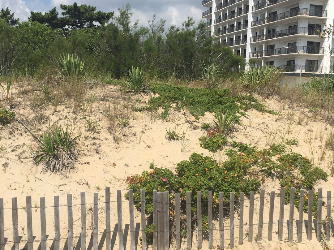 Dune Nature Park-里霍博斯比奇必去景点