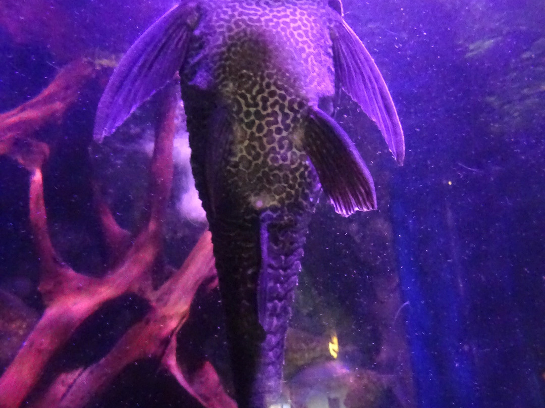 Sea Life Blankenberge-布朗肯堡必去景点