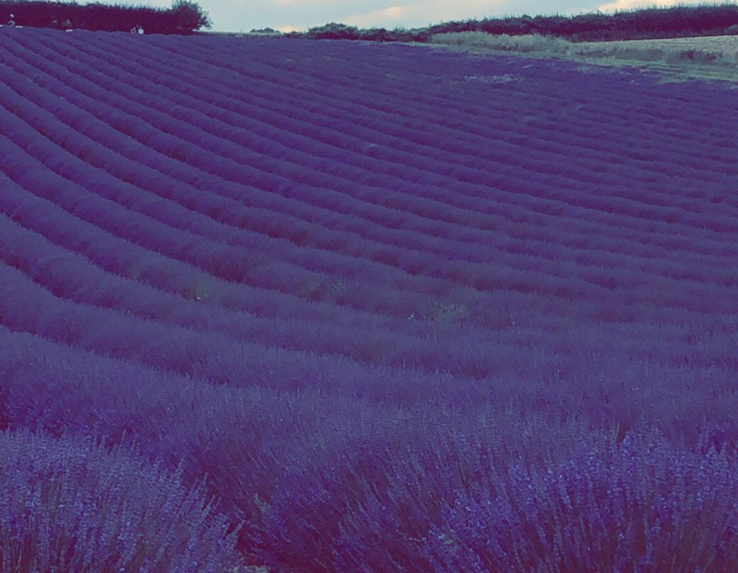 Lordington Lavender景点图片