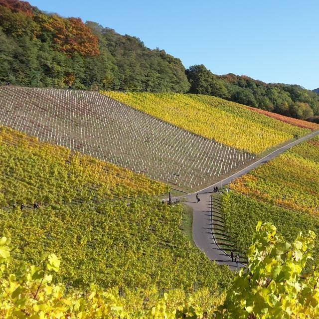 Weingut Bloser-科尼希斯温特必去景点