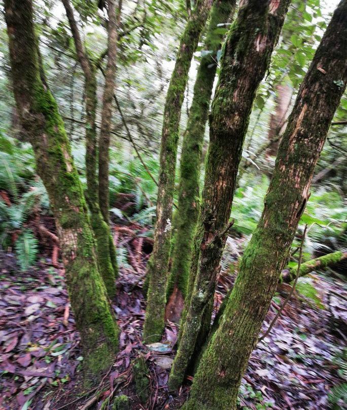 Mount Macedon-马其顿必去景点