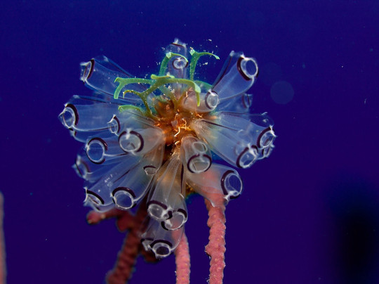 Grand Bahama Scuba-弗里波特必去景点