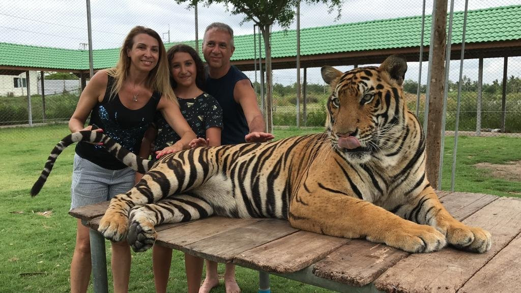 Tiger World Thailand景点图片