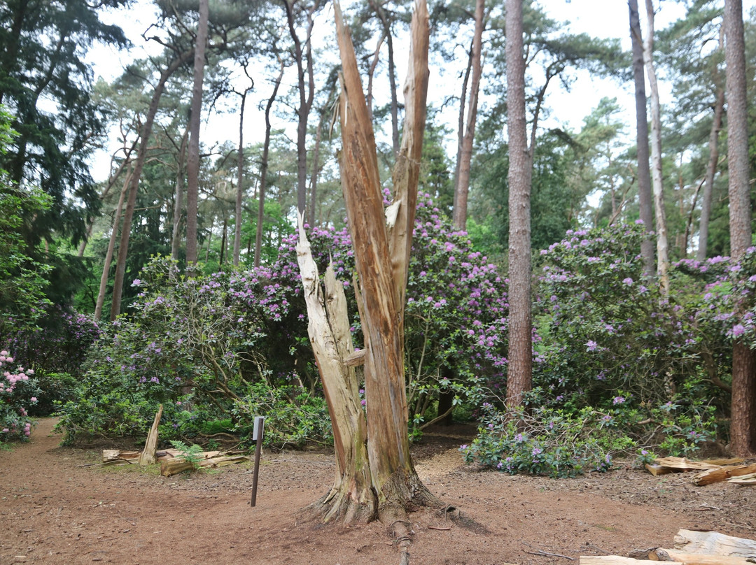 Rhododendronpark Hobbie-Westerstede必去景点